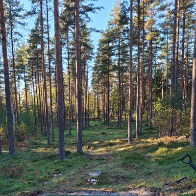 6 tiinäkymä