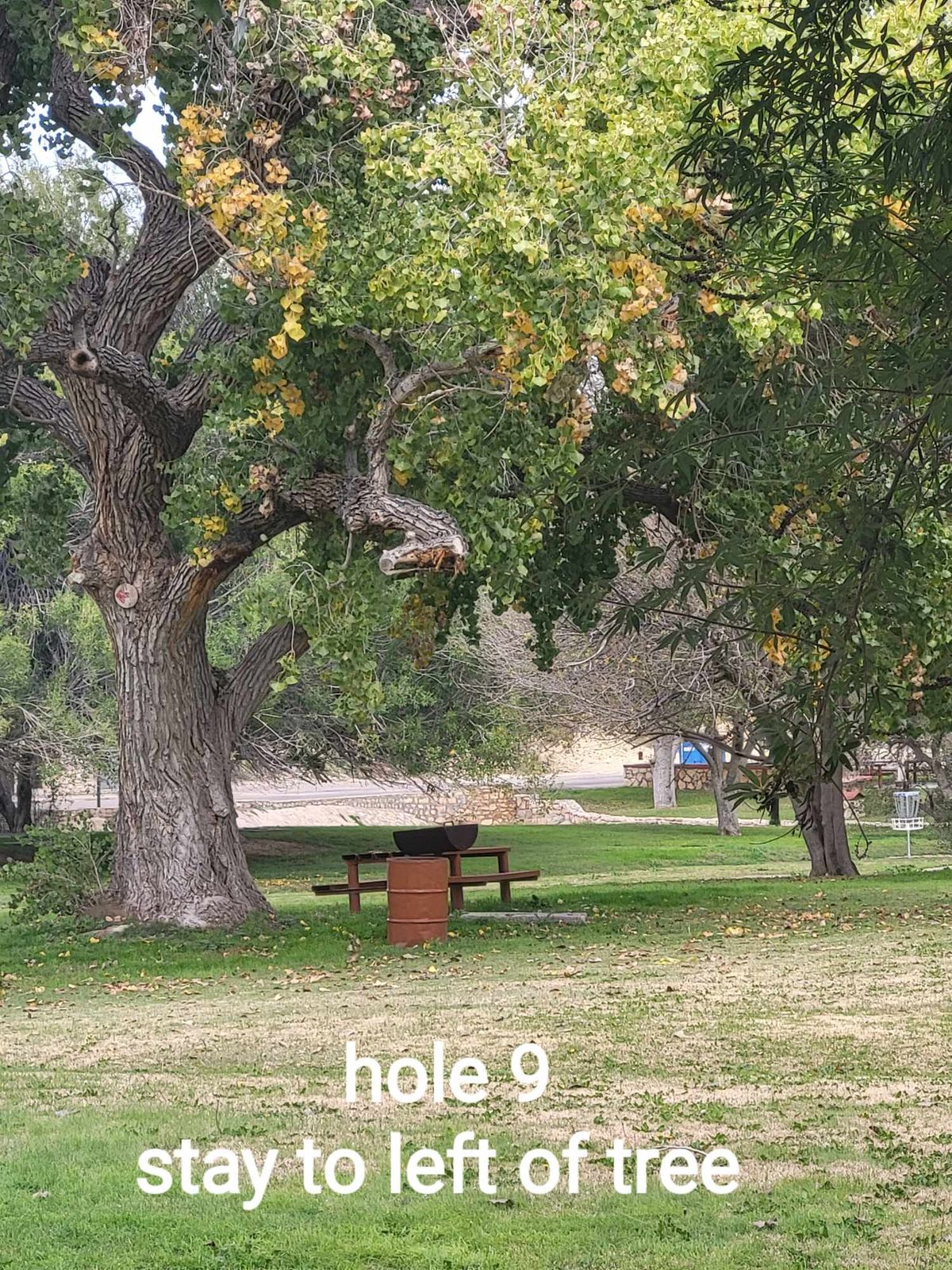 Mandi left of tree dog leg right