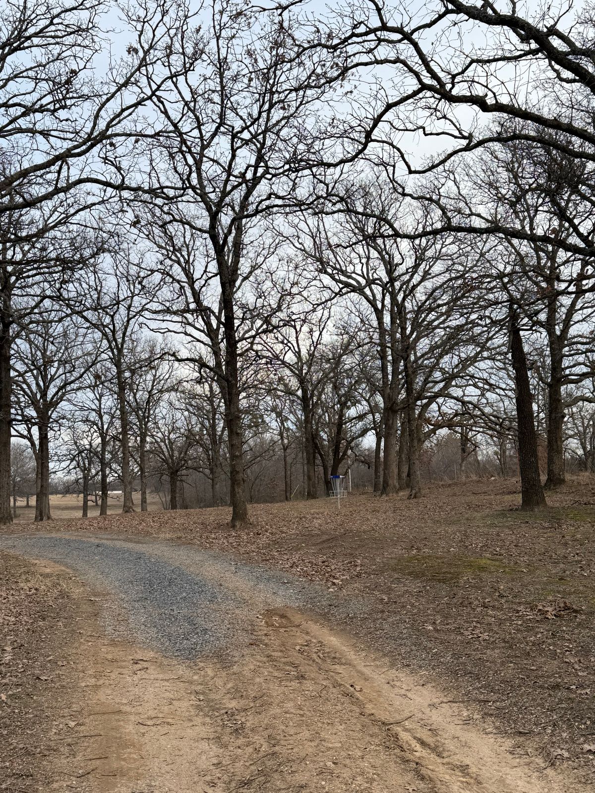 Hole 12 (Longs) basket
