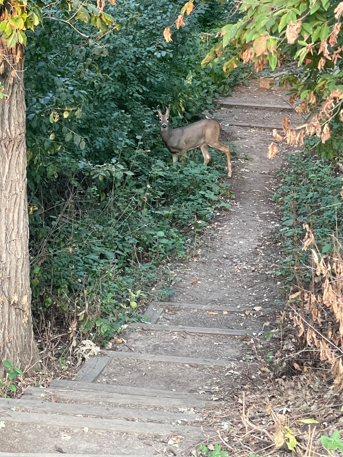 Besides the Trail System, Children’s Park, n the Disc Golf Course. This place is chock full of life.