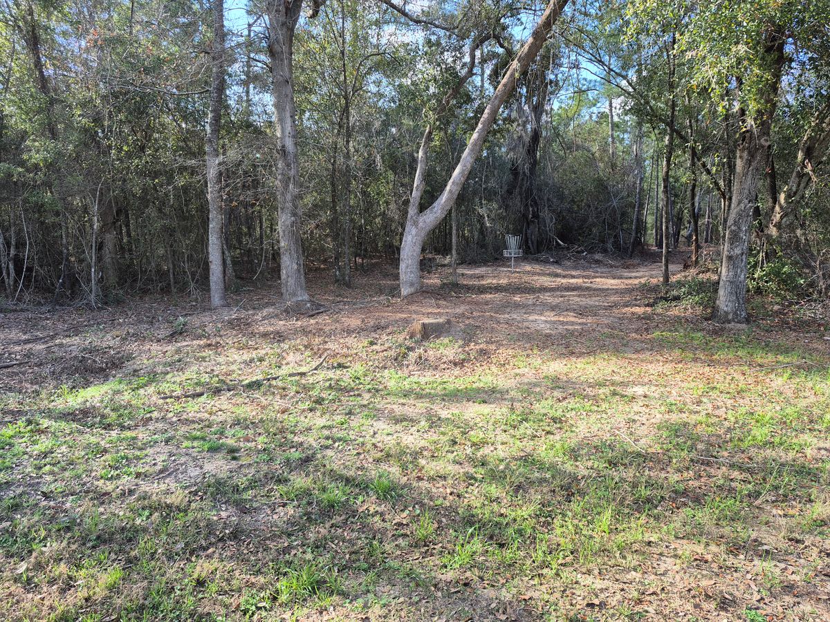 Hole 5 basket