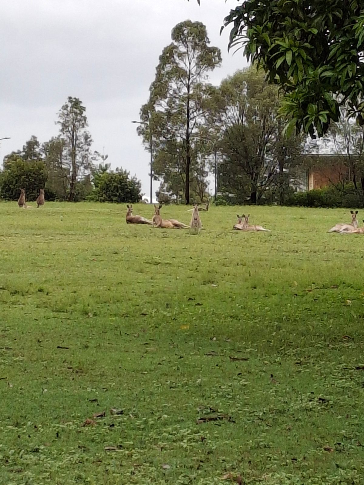 Kangaroo