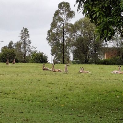 Kangaroo