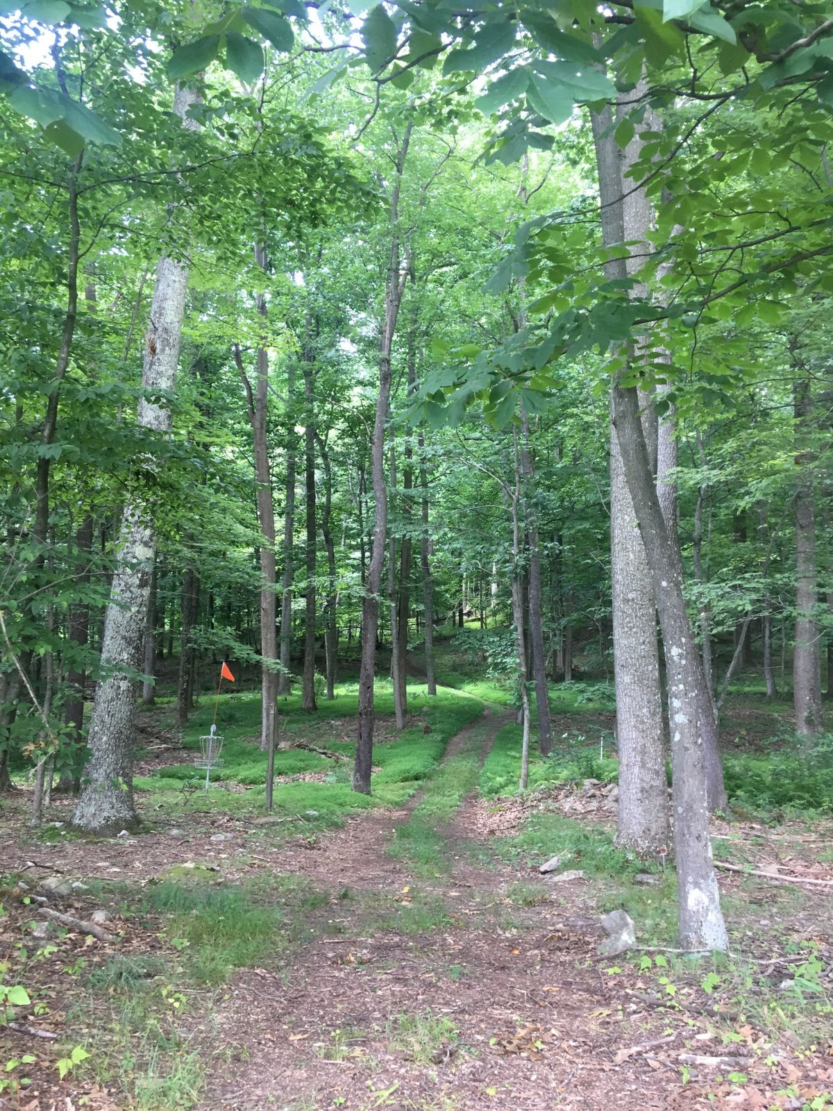 Hole 9- looking back towards the fairway from behind the basket