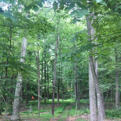 Hole 9- looking back towards the fairway from behind the basket
