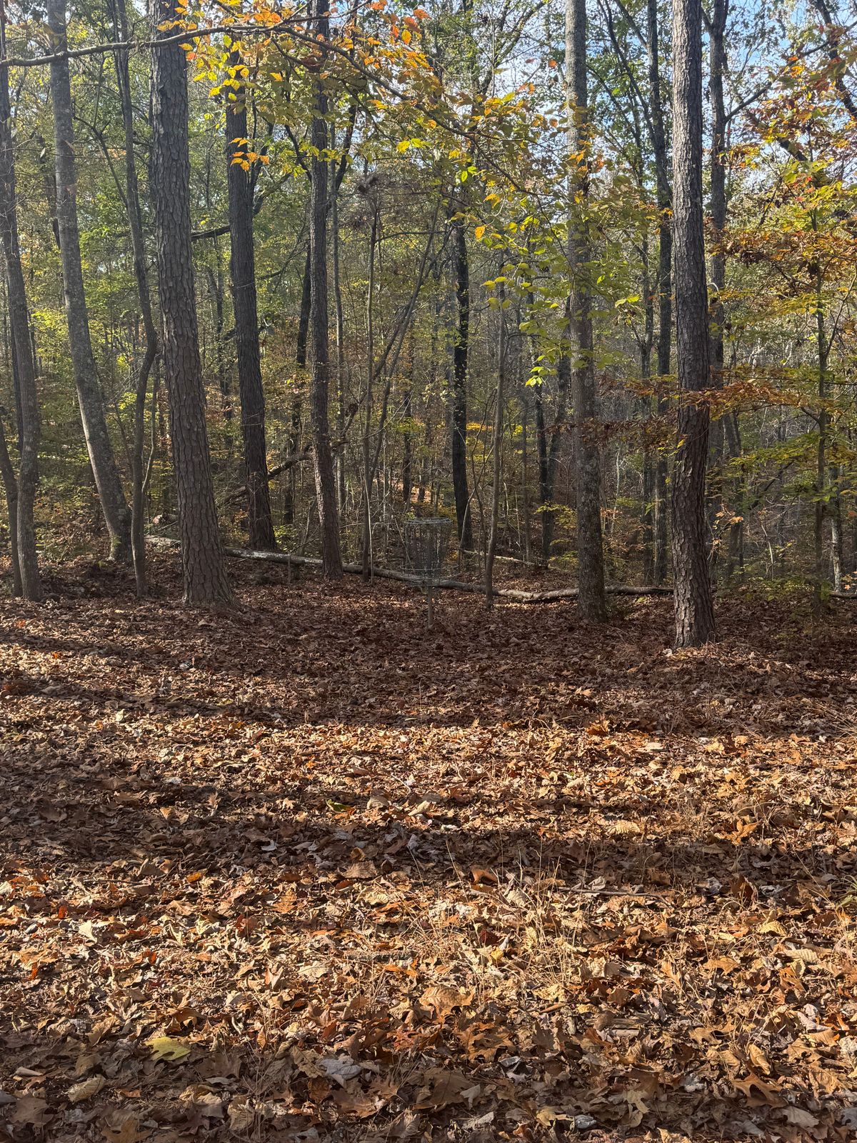 Hole 4 Basket