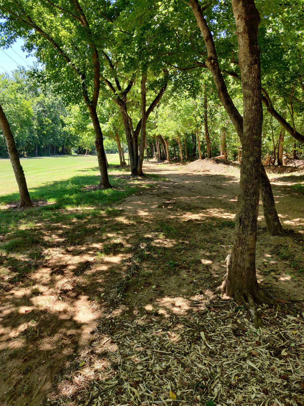 Hole 12. Halfway through the wooded portion looking at the basket.