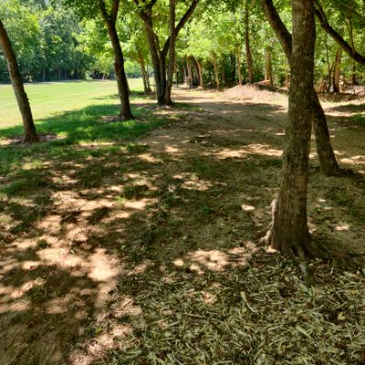 Hole 12. Halfway through the wooded portion looking at the basket.