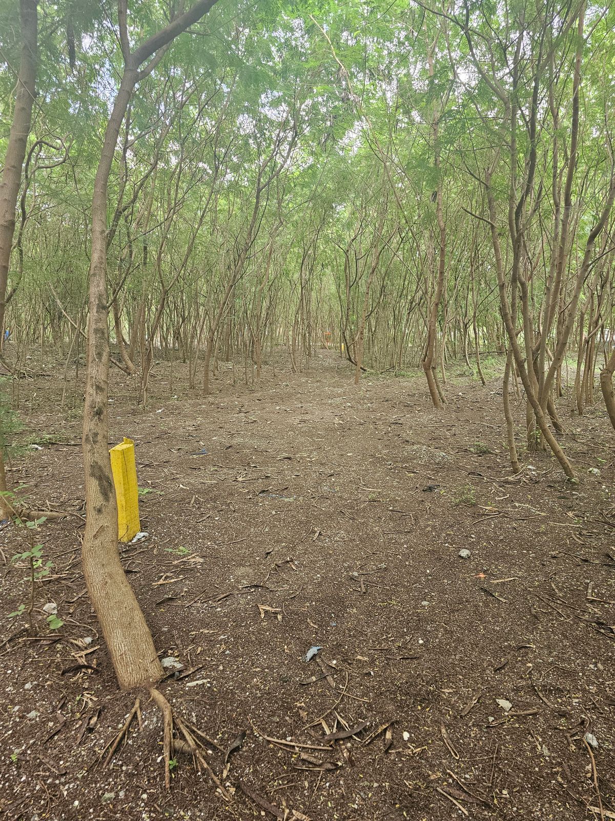 Tee for hole 5