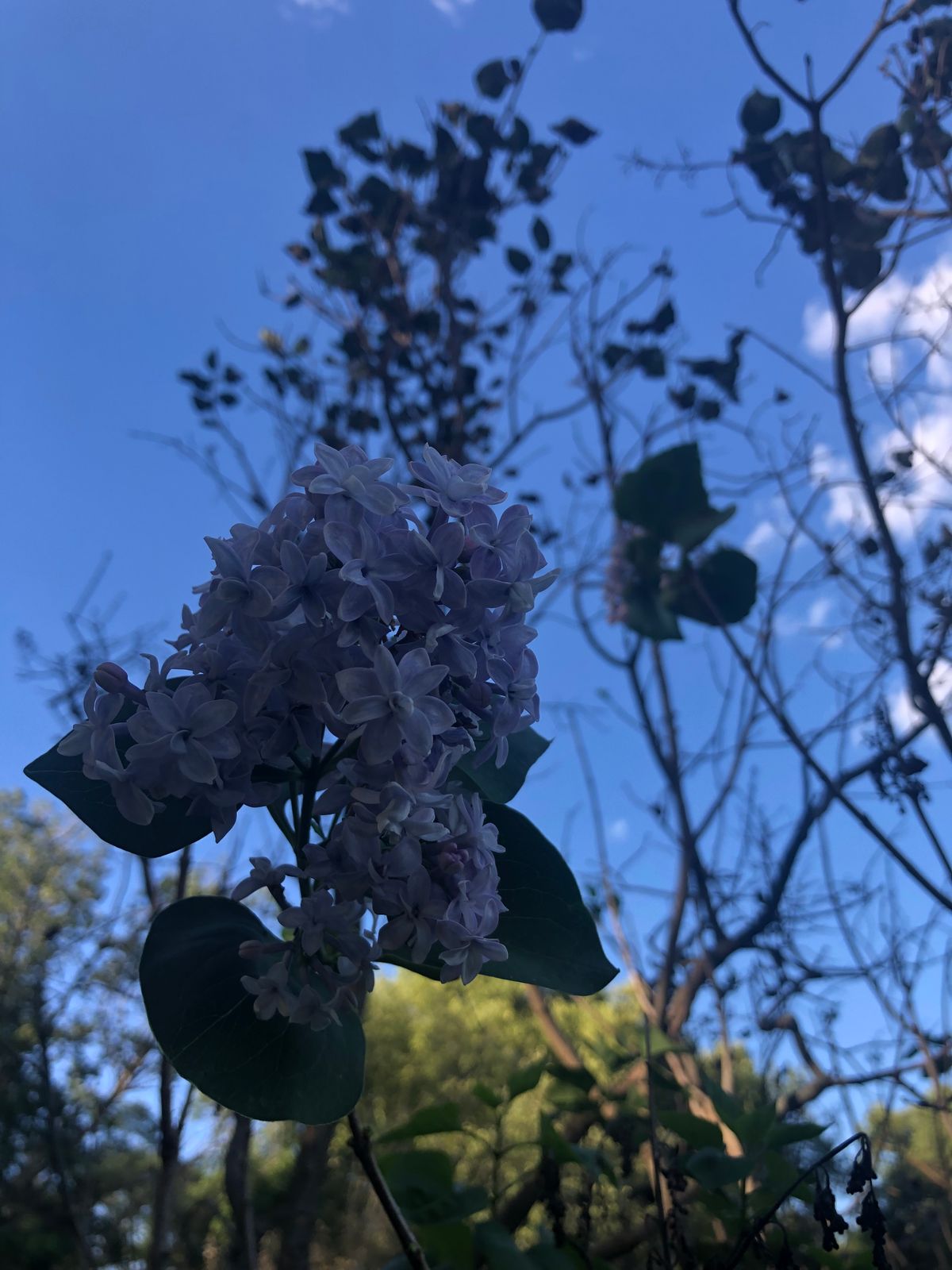 Late summer lilac blooms.