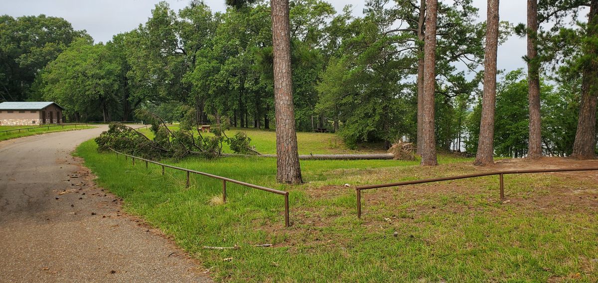 Hole 3 lost another pine.