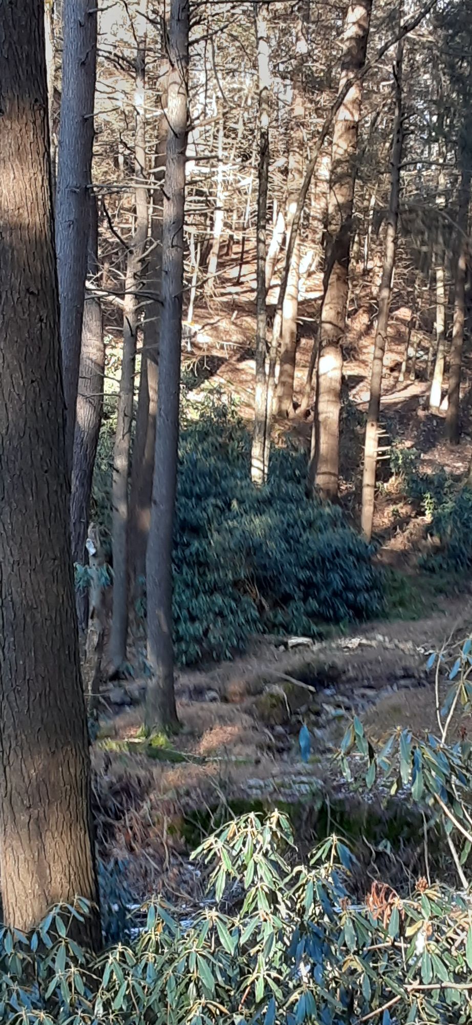 Hole 4 Tee
