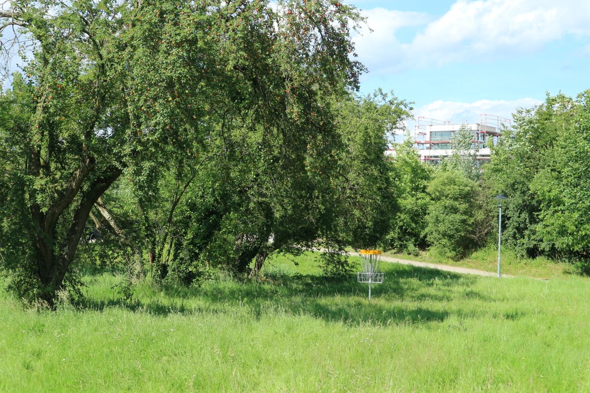 Basket from hole 1