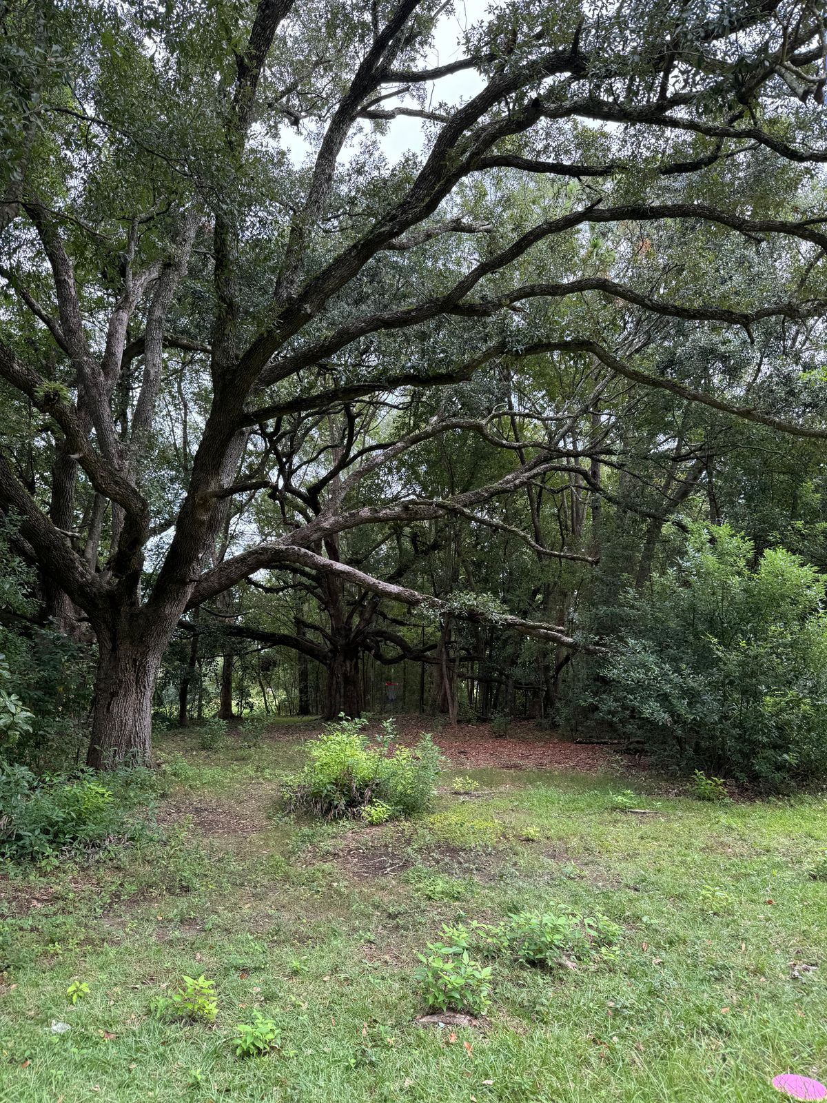 Hole 12 mid fairway