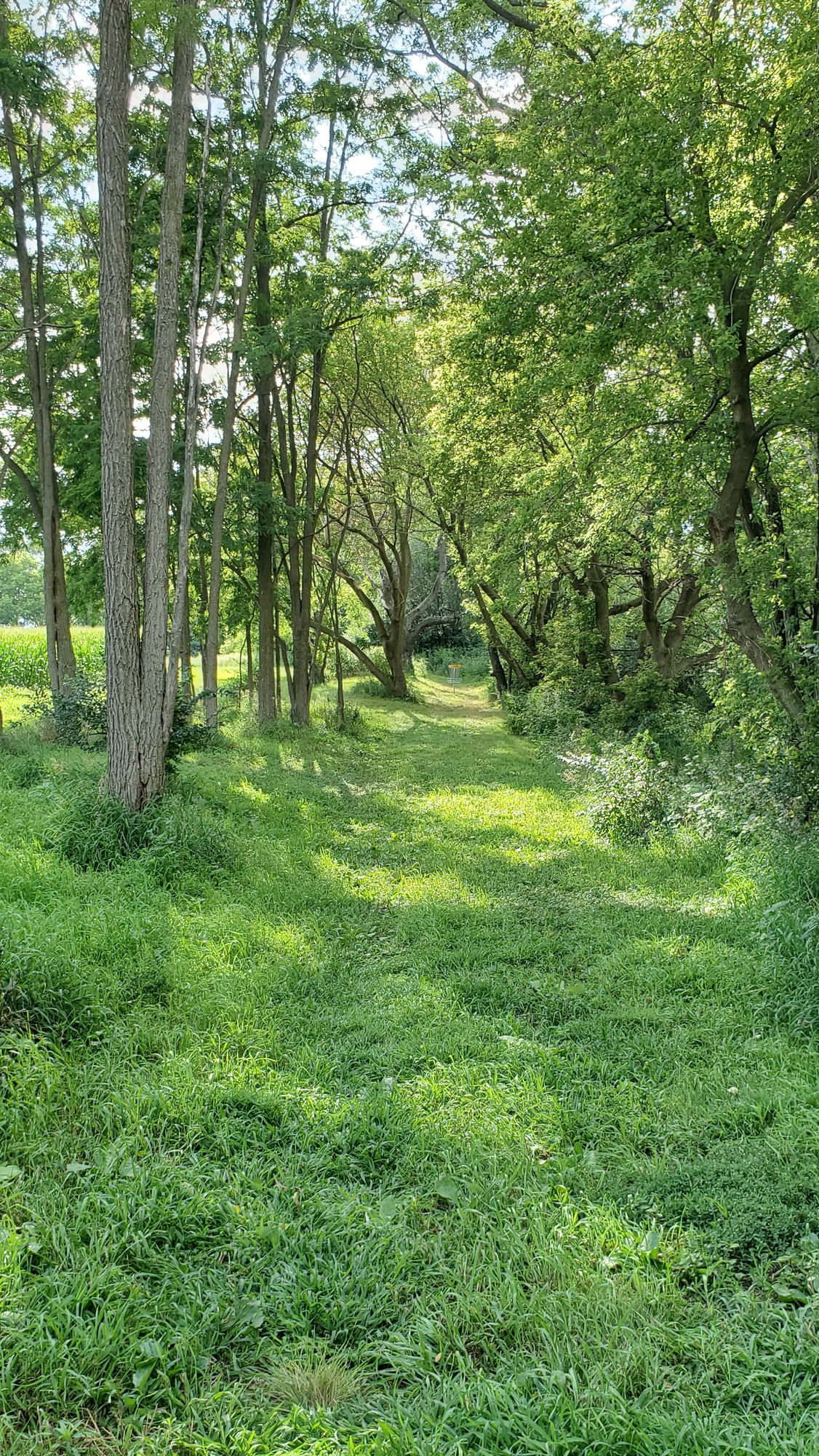 Hole 15's fairway.