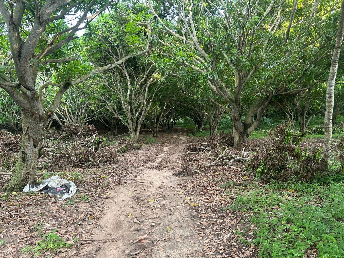 Inicio del campo