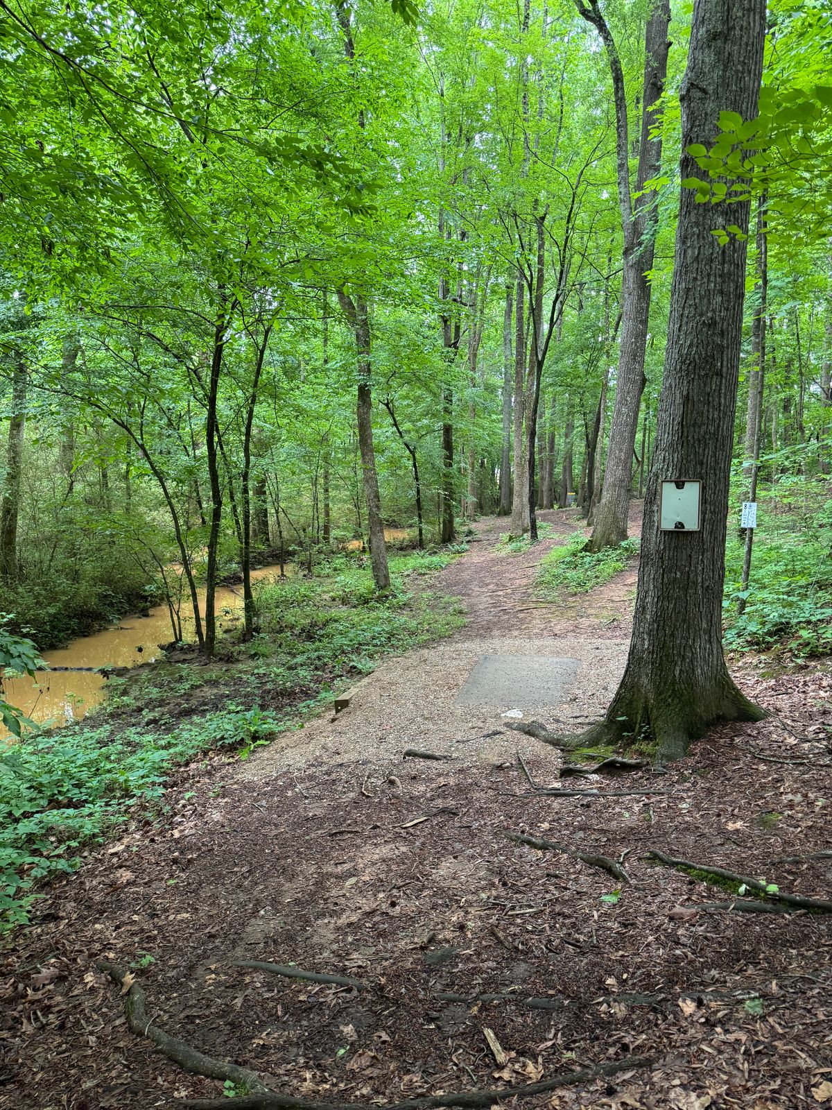 Hole 8