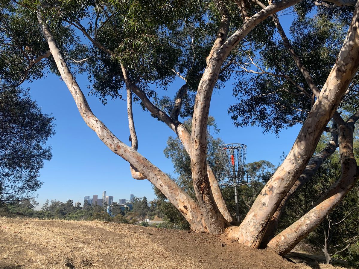Spider Tree on Hole 13
