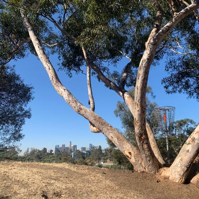 Spider Tree on Hole 13