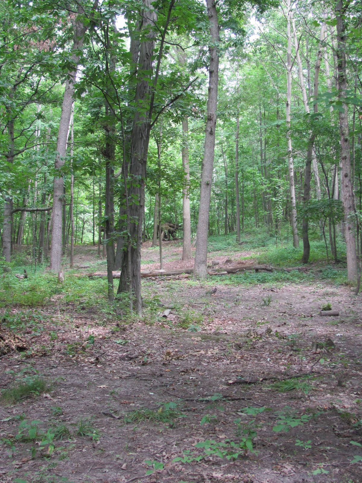 The Kingsway DGC