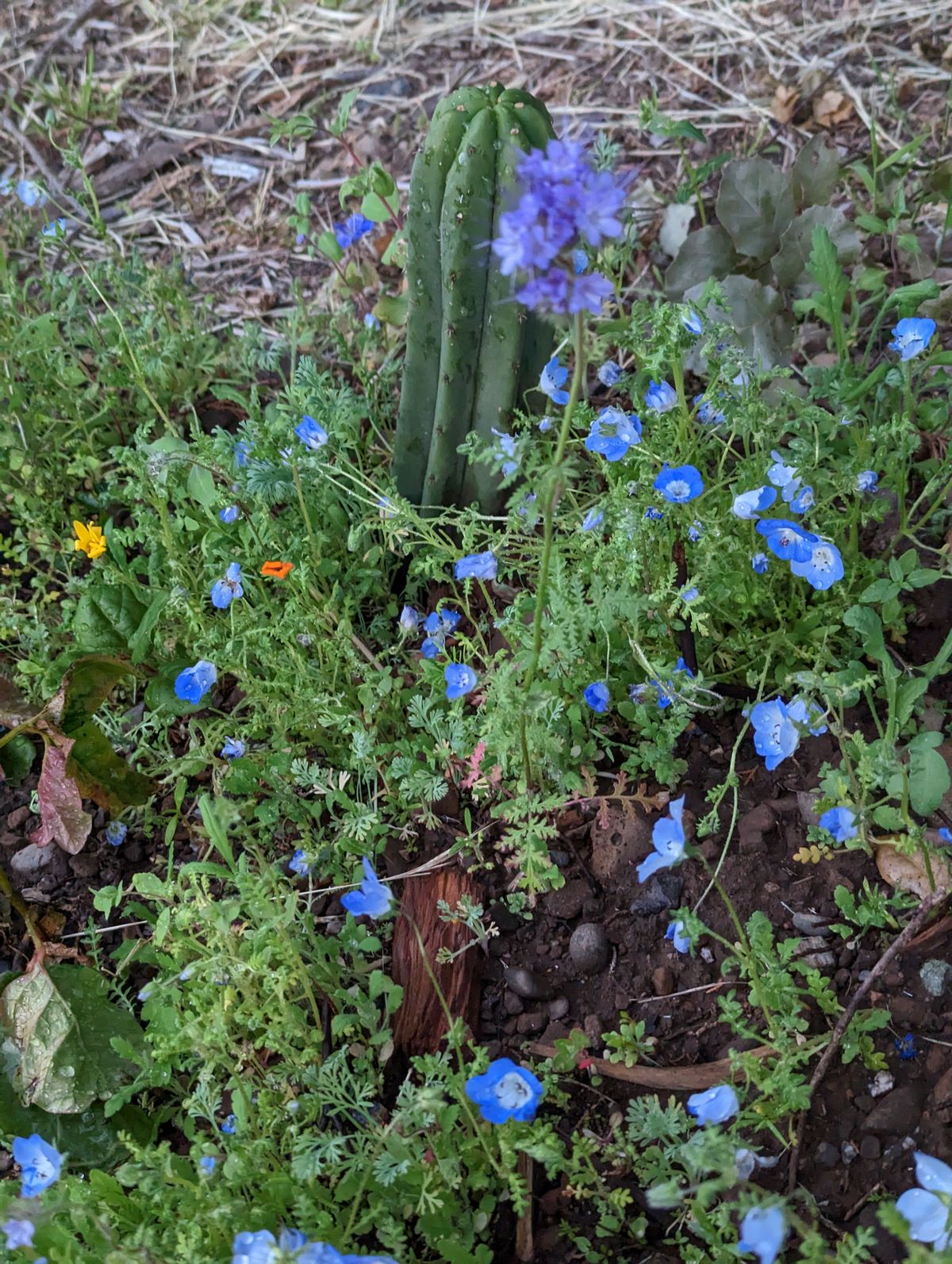 Hole 1/11 Wildflower project