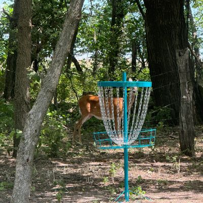 Hope 1 basket deer