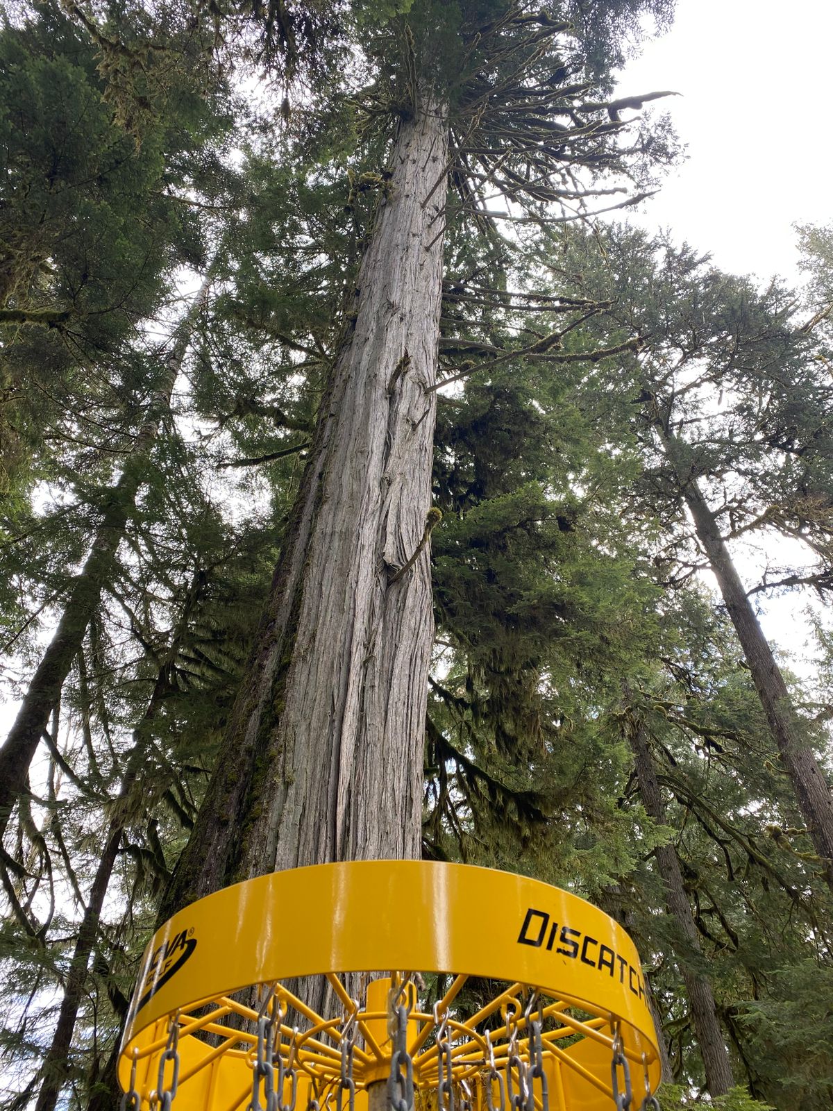 playing through giant old growth trees at the Hirsch creek disc golf course