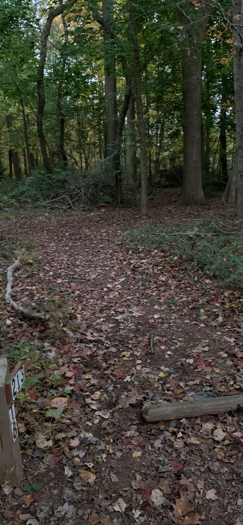 Hole 8 - Good luck. The basket is back and to the right at a 45 degree angle.