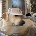 User avatar image