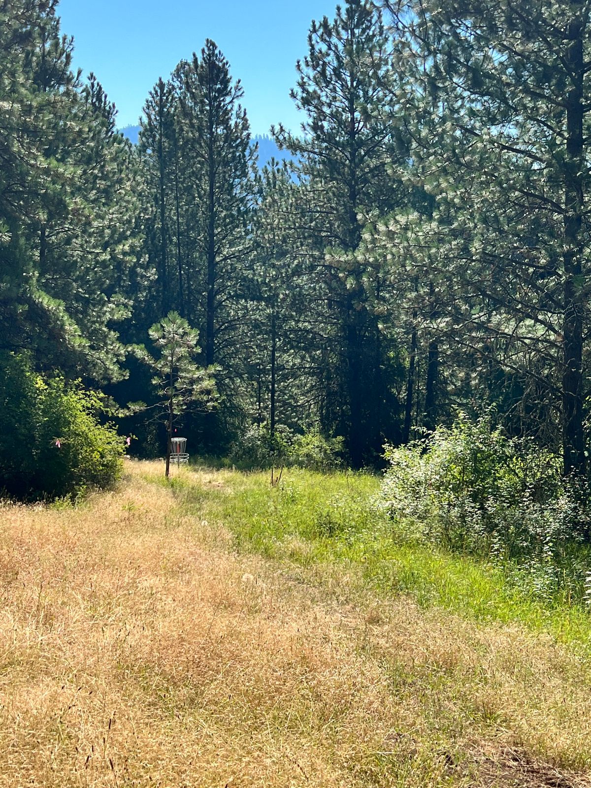 Hole 5 green