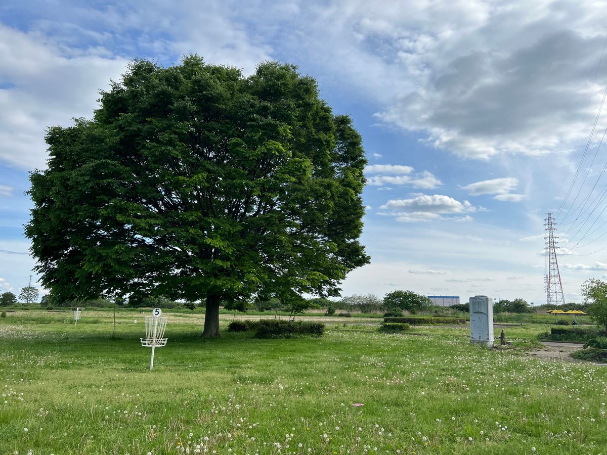 The single big tree on the course. Basket 5 in the foreground. Tee for hole 6 is under the canopy.