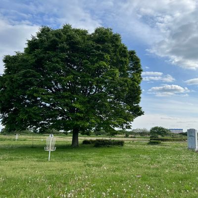 The single big tree on the course. Basket 5 in the foreground. Tee for hole 6 is under the canopy.