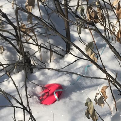 Ribbons are a must for winter disc golf here