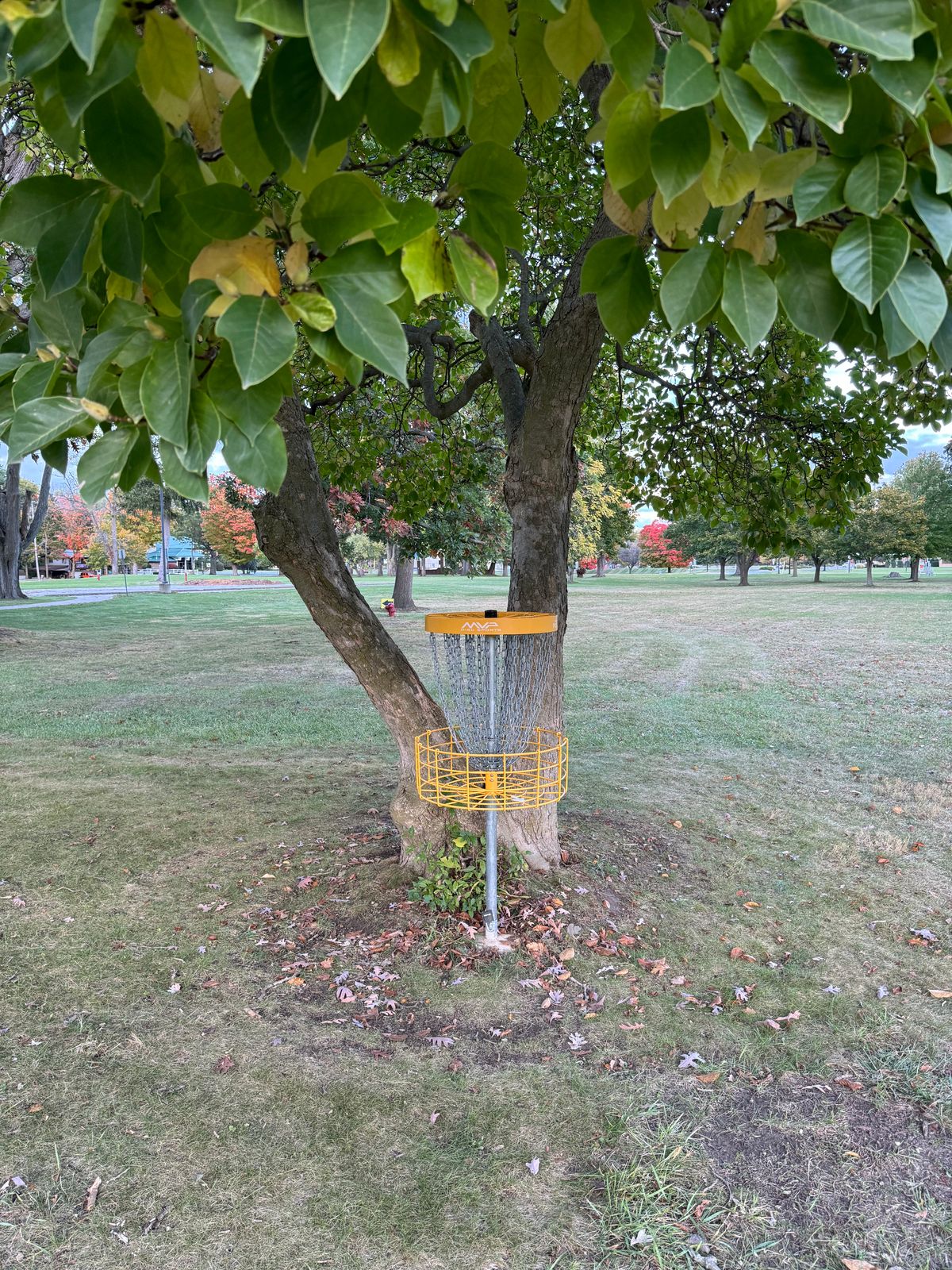 14 Basket (looking back at fairway)