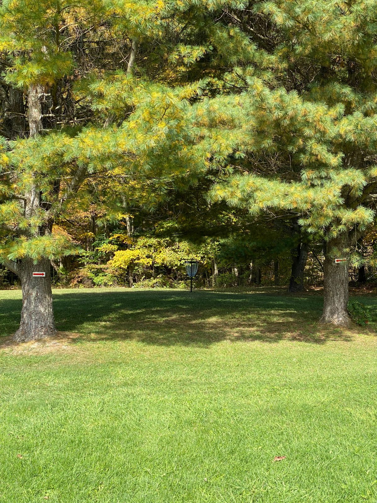 Hole 8’s basket.