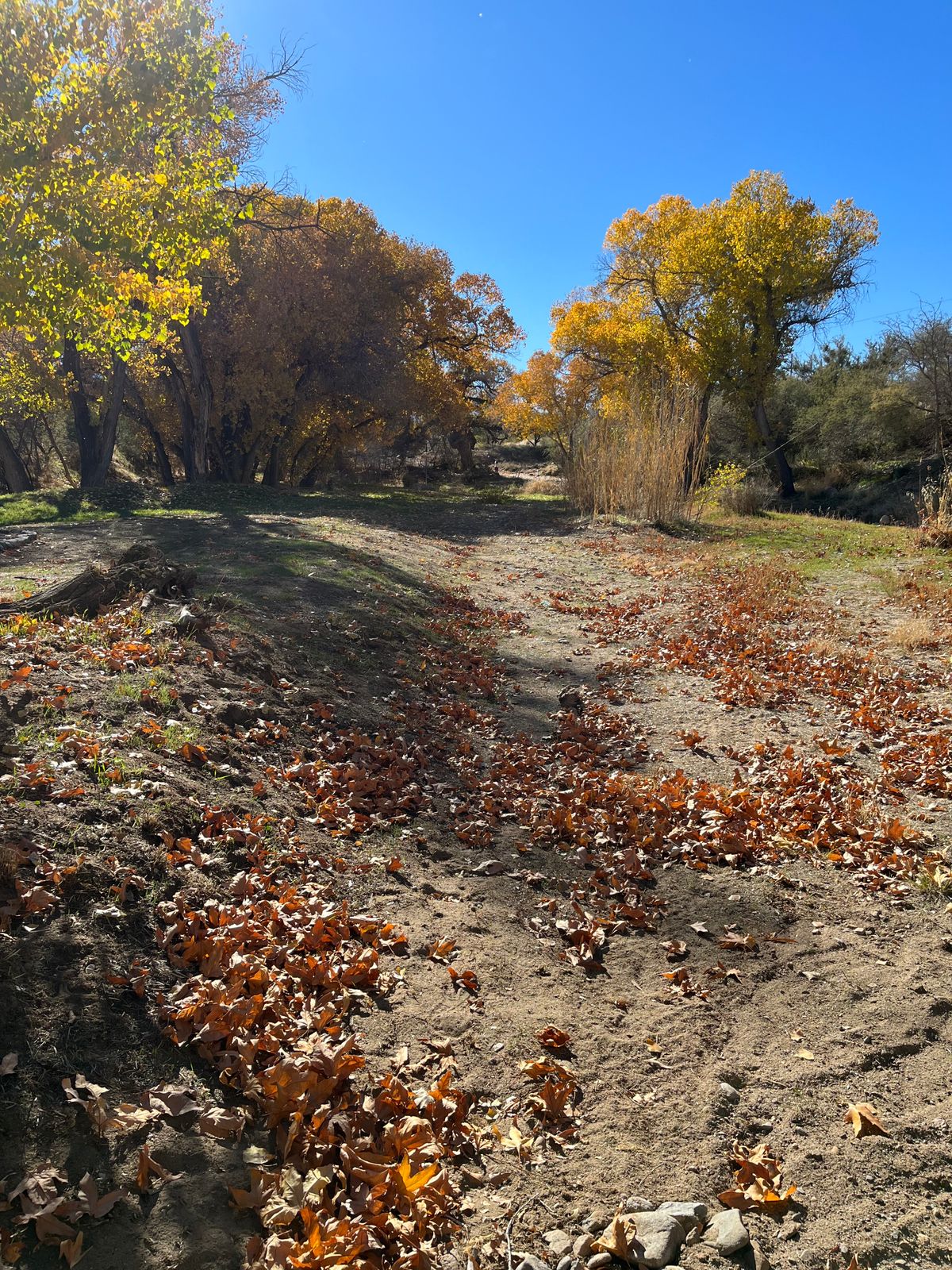 Hole 3 meadow, looking the correct direction, as the fairway opens up, out of the creek.