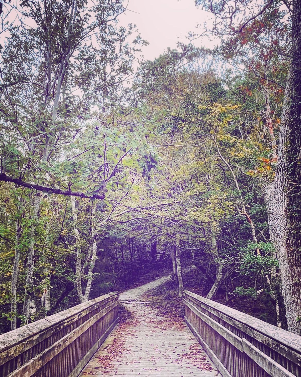 Walking between holes 7&8