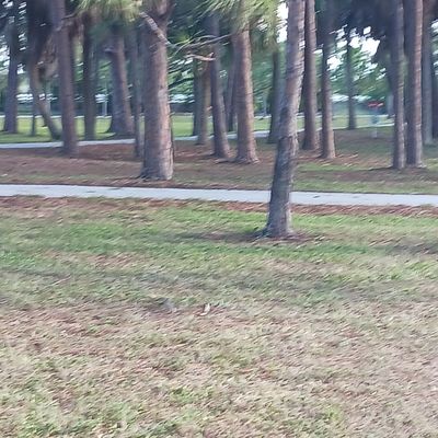 Hole 4 short pad