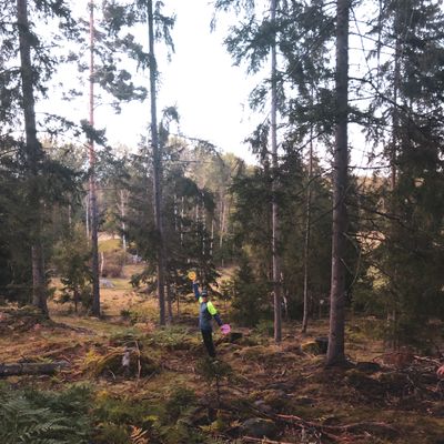 En av skogsbanorna.