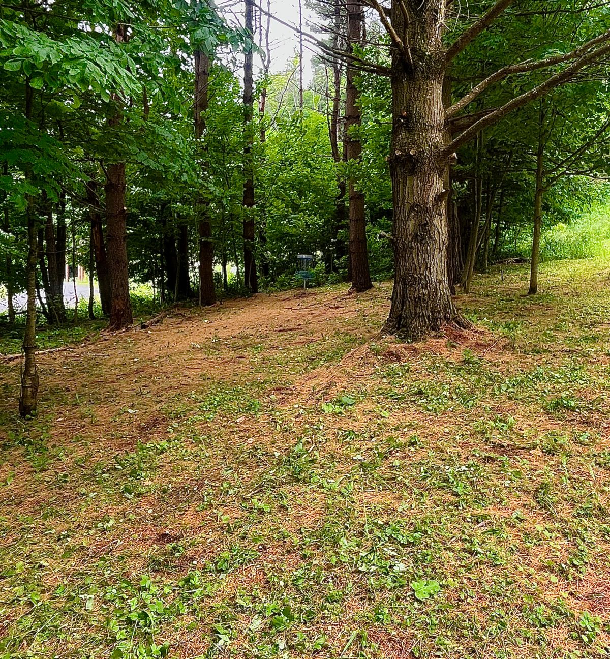 Hole 5 green