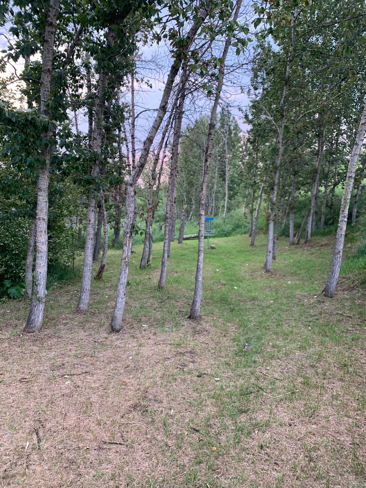 Hole #7 Green and Basket