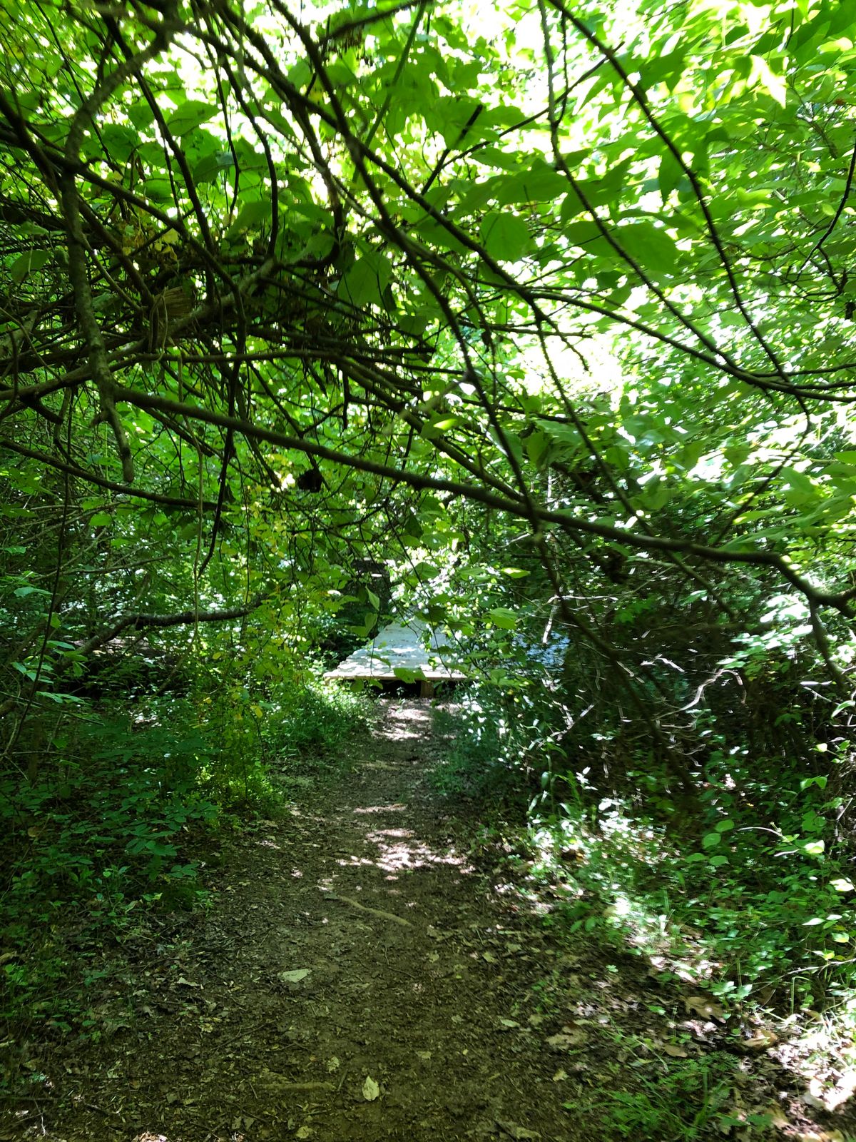 Extremely low hanging branches before bridge to 6th tee