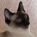 User avatar image