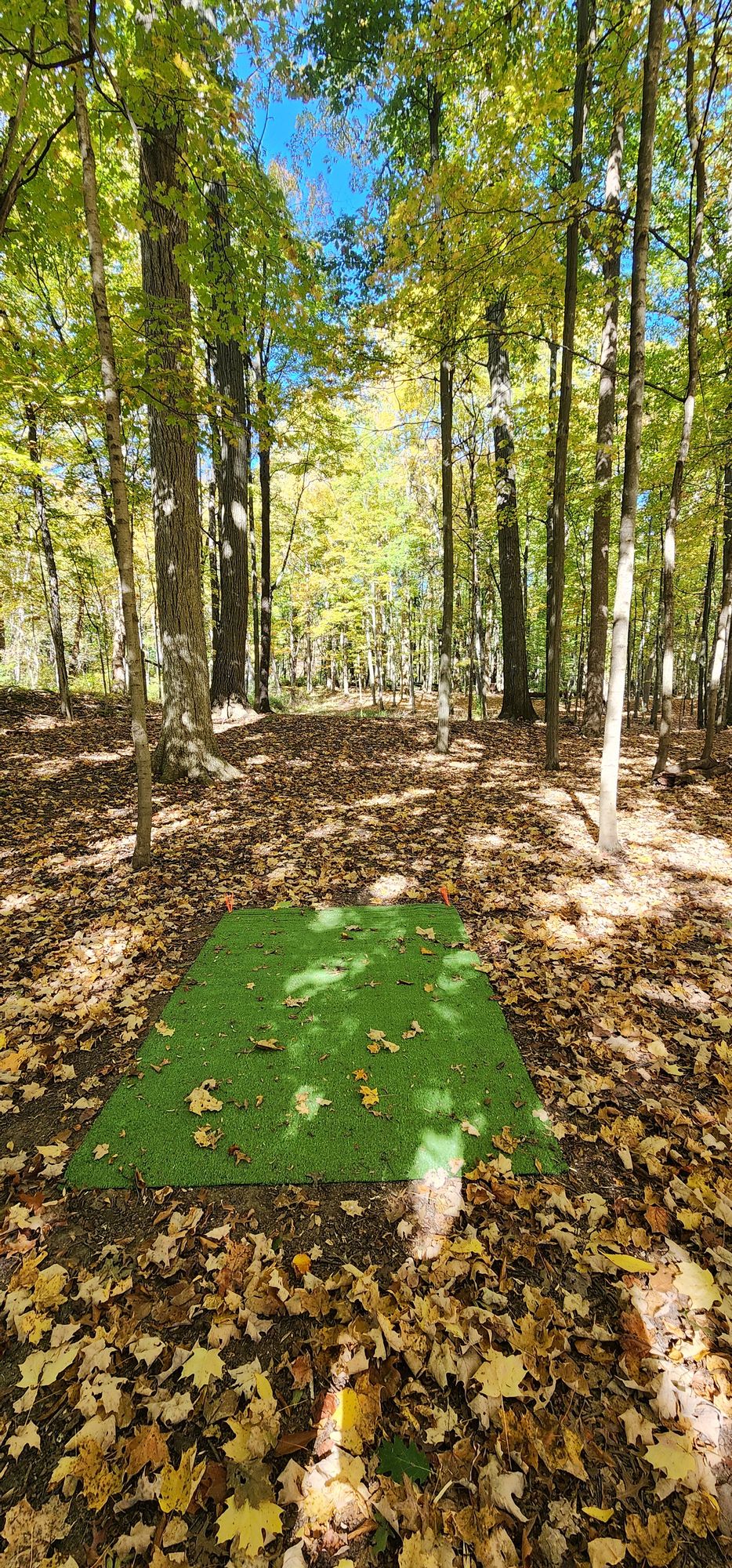 Swamp Shot in the fall