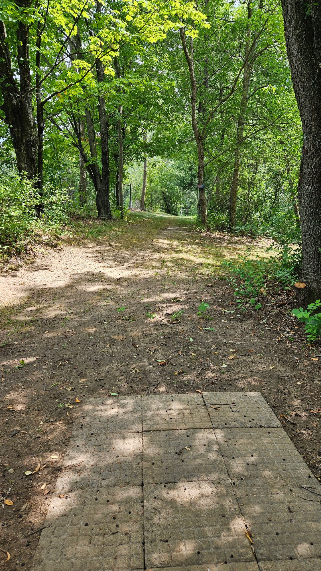 Hole 8. Downhill tunnel shot. Placement is key if you want a birdie.