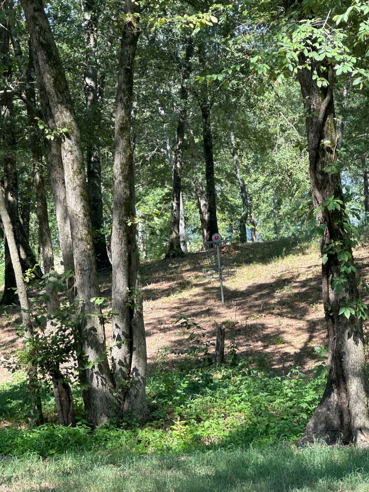 Hole 6 Basket guarded by a creek in front, trees surrounding and slight elevation