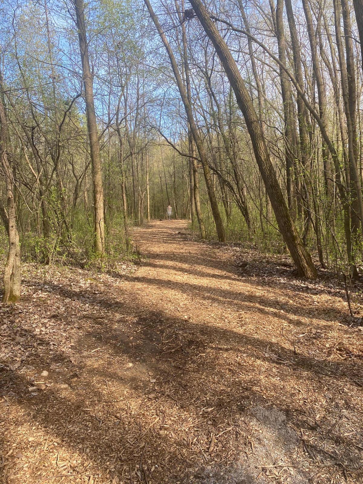 Hole 7 tee