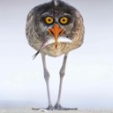 User avatar image