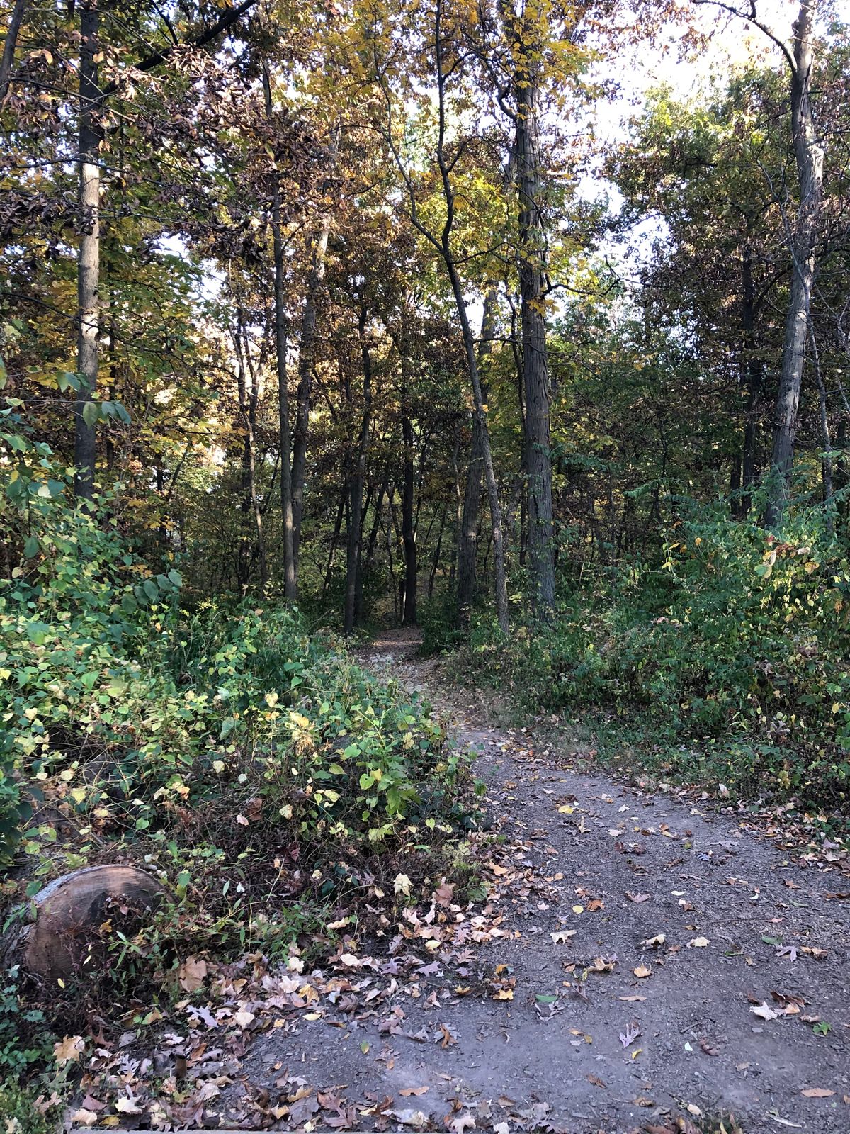 Hole 7 from the tee