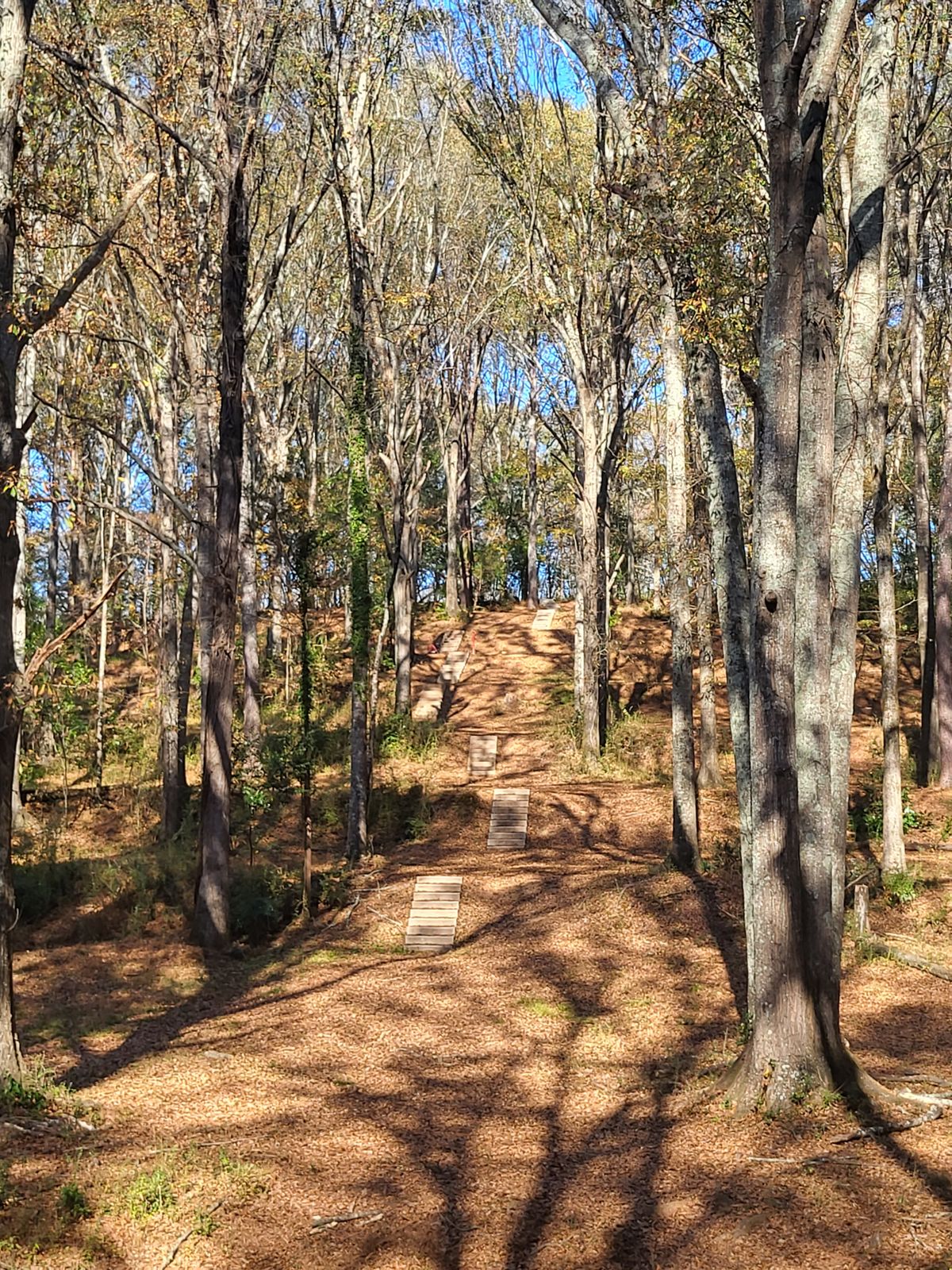 Looking from basket back towards tees up the hill. November 2023